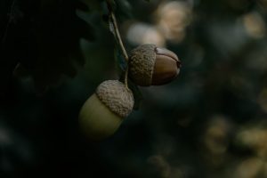 Photo Walnut spotlight