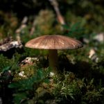 Elegante en warme matsutake paddenstoel tafellamp